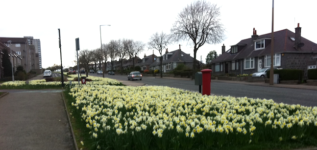 flowers1