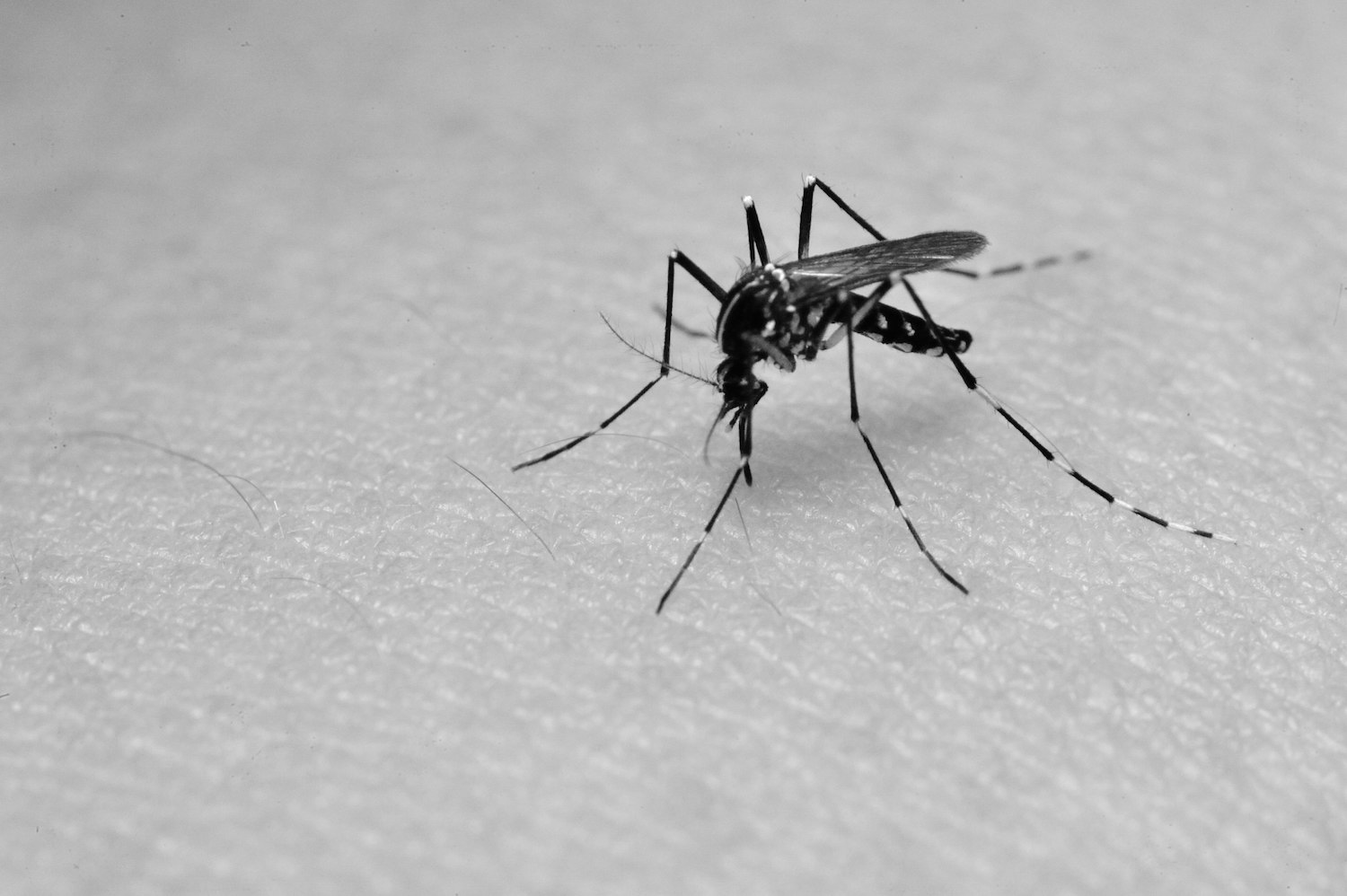 mosquito on skin