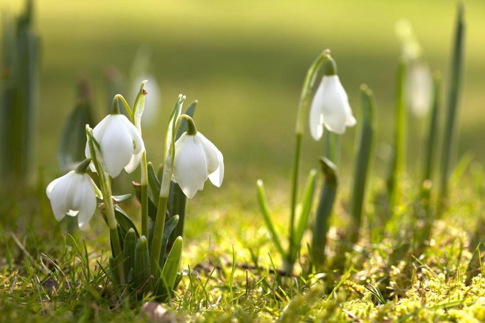Free-spring