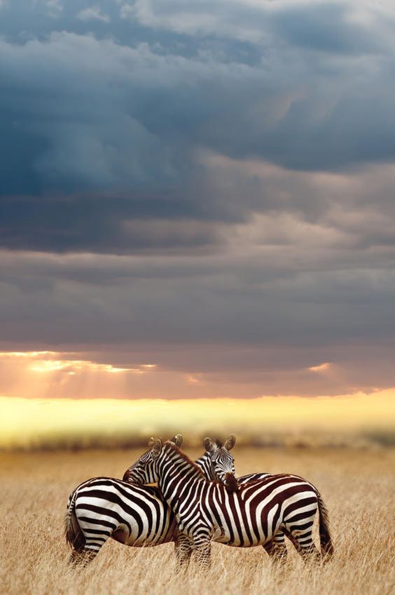 zebra