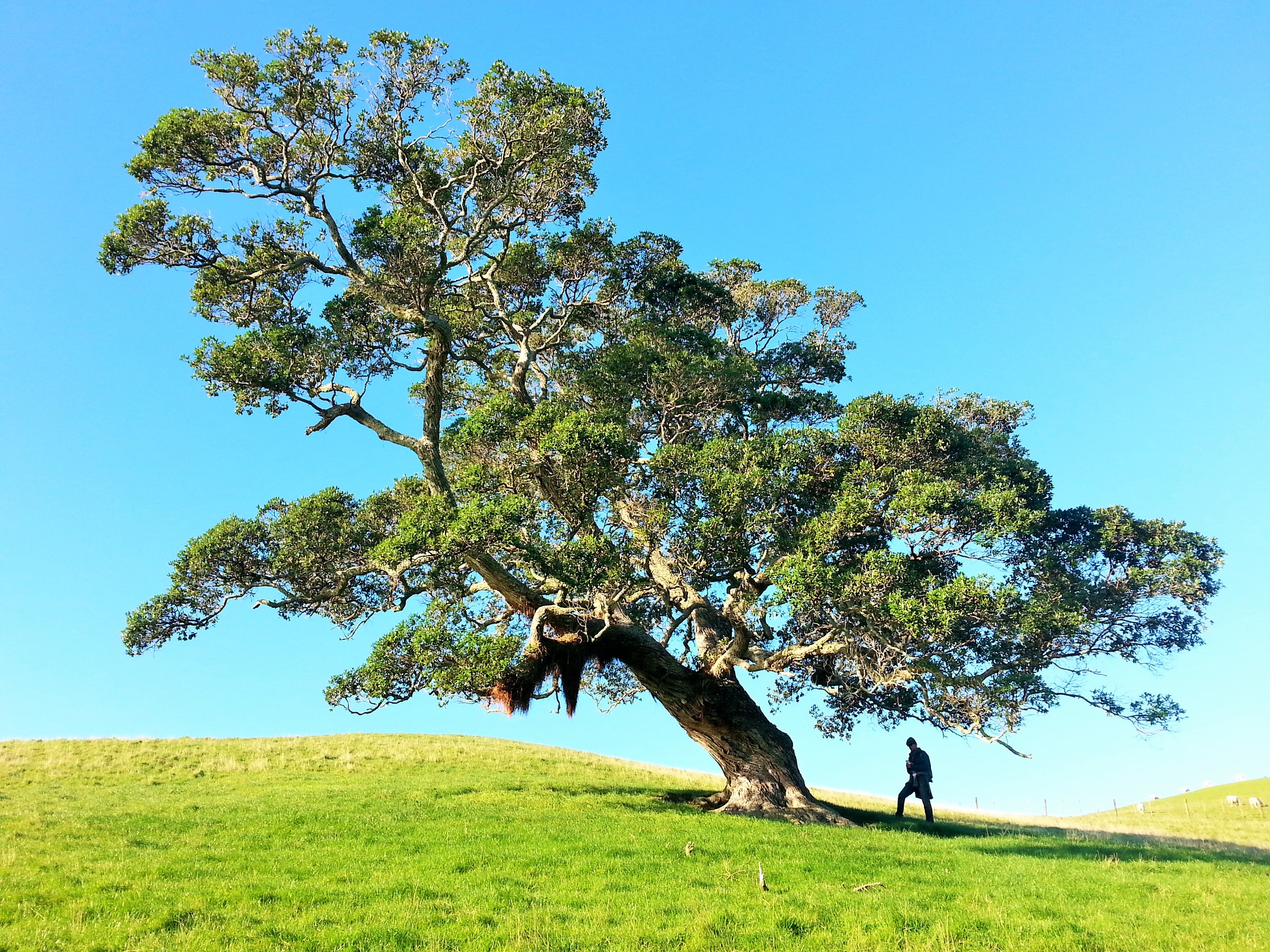 19-tree