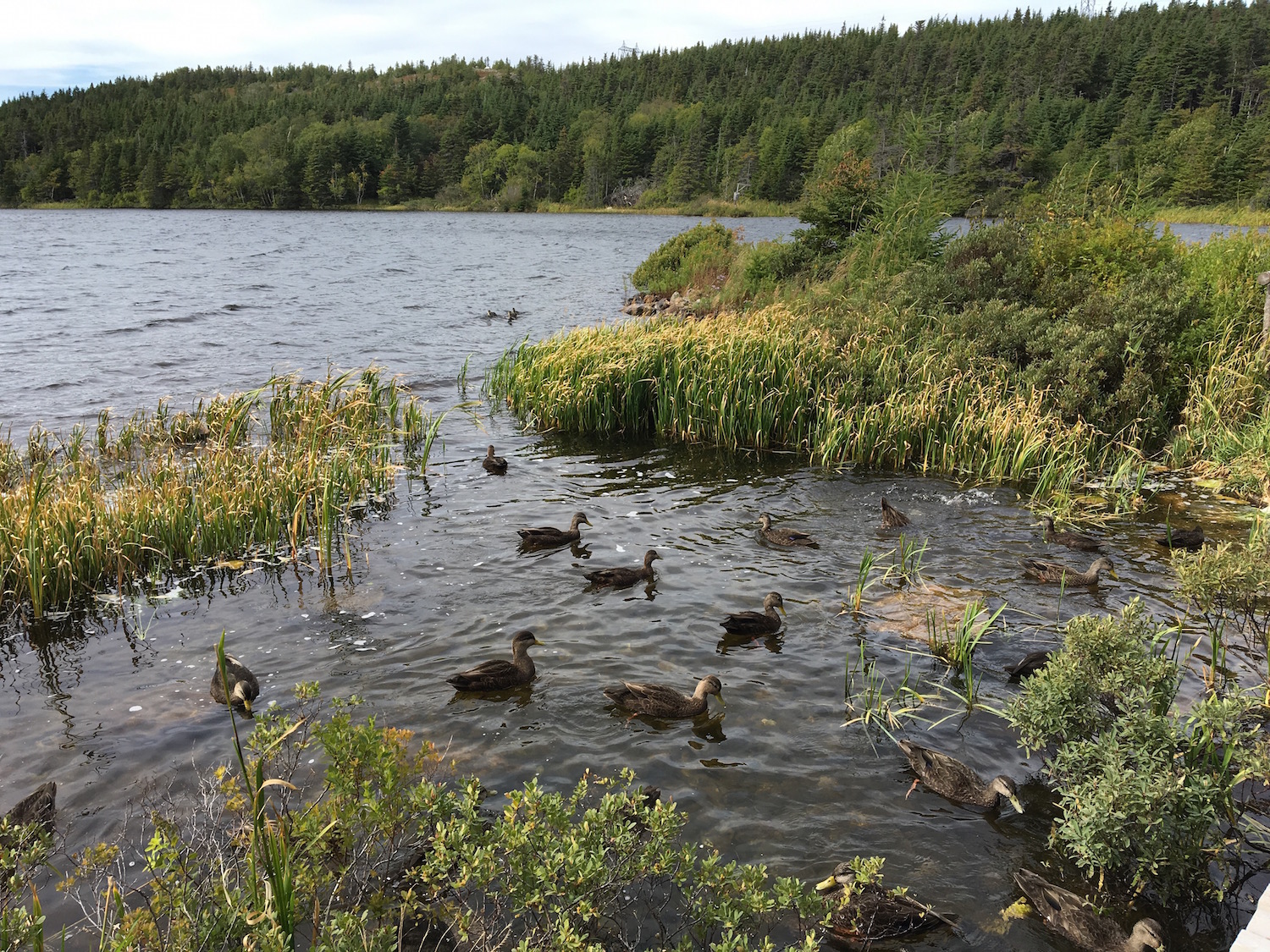 ducks