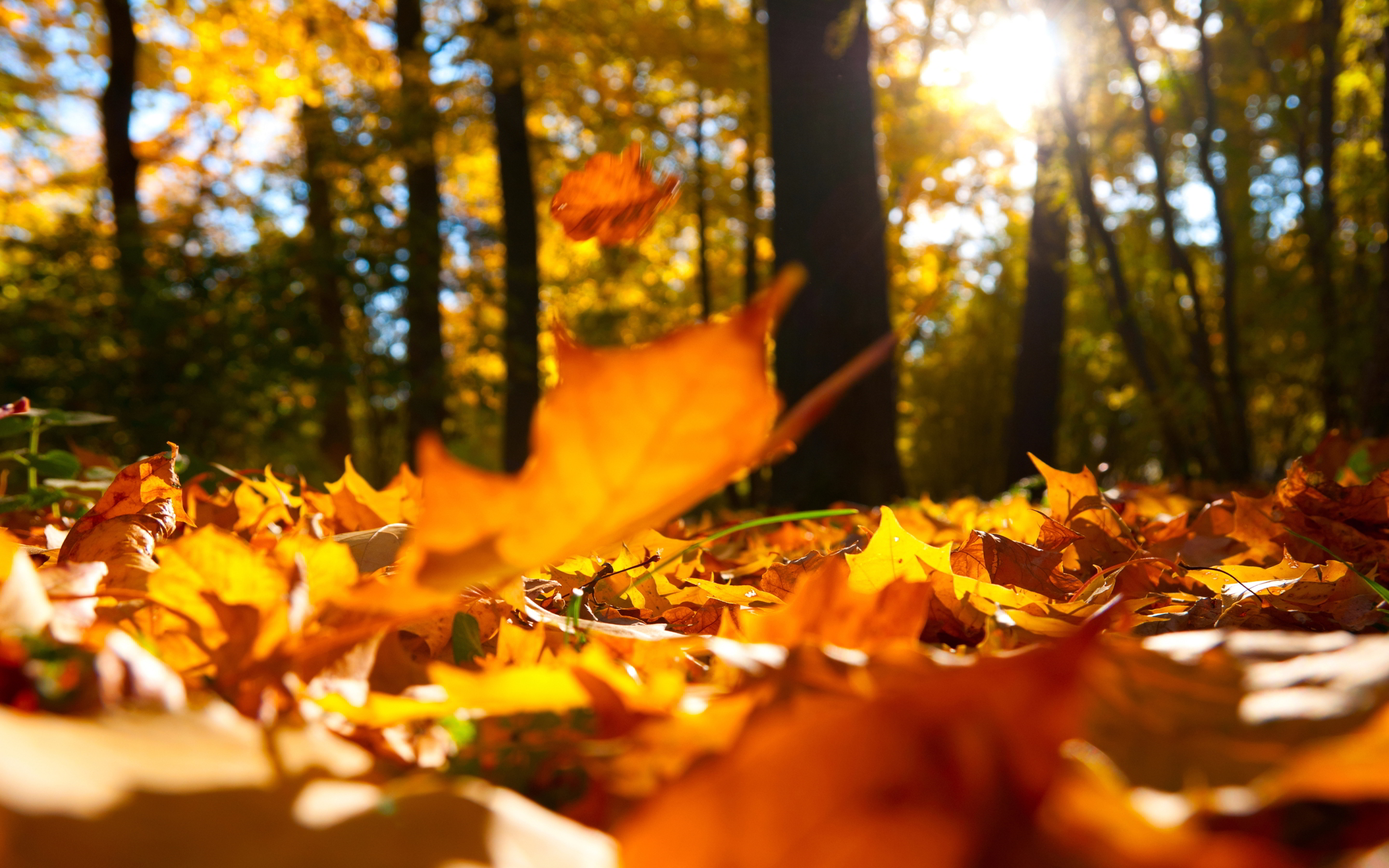 01-fallen-leaves-pal-autumn-falling